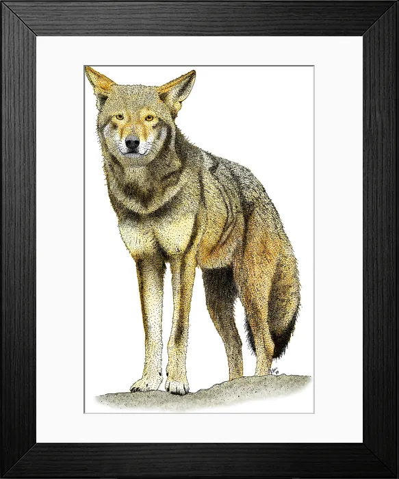 Framed Print : Red Wolf. Illustration of a Red Wolf (Canus rufus) adult. Endangered species Framed Print : Red Wolf. Illustration of a Red Wolf (Canus rufus) adult. Endangered species
