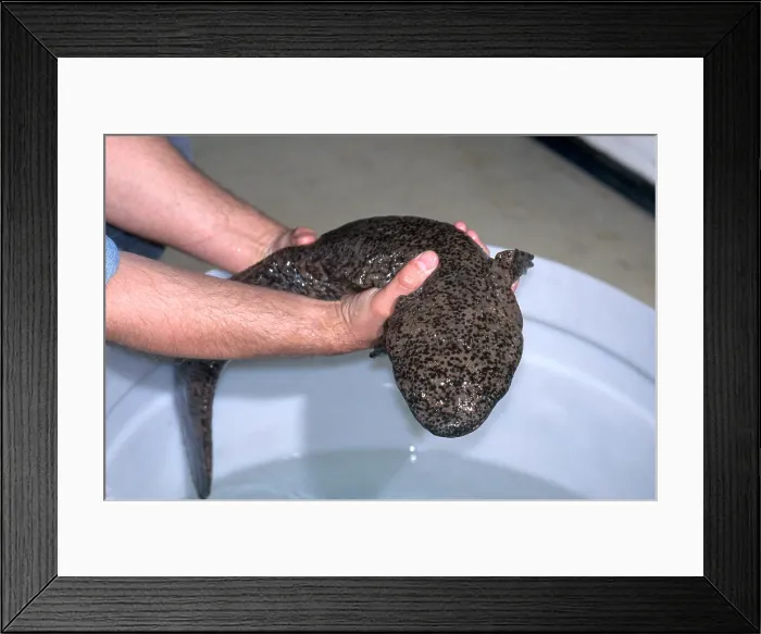 Framed Print : Chinese Giant Salamander