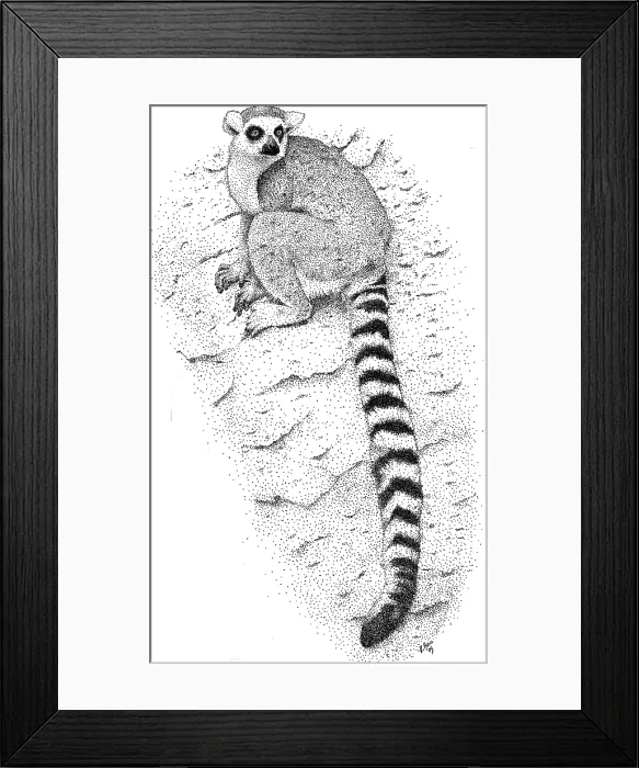 Framed Print : Ring Tailed Lemur Framed Print : Ring Tailed Lemur
