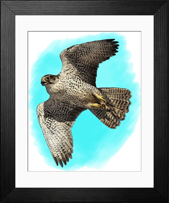 Framed Print : Gyrfalcon. Illustration of a Gyrfalcon (Falco rusticolus) Framed Print : Gyrfalcon. Illustration of a Gyrfalcon (Falco rusticolus)