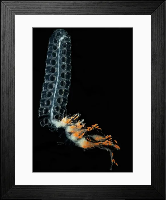Framed Print : Siphonophore Colony Framed Print : Siphonophore Colony