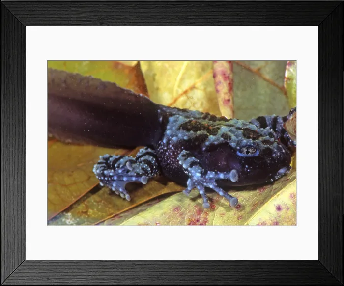 Framed Print : Vietnamese Moss Frog Framed Print : Vietnamese Moss Frog