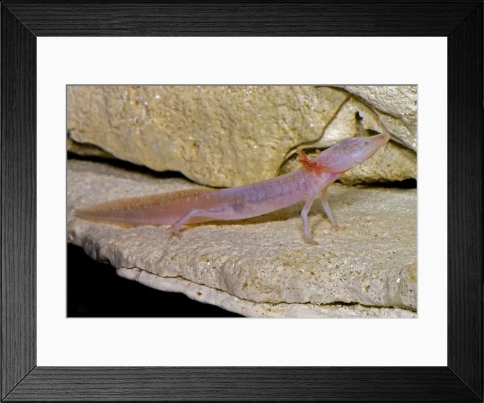 Framed Print : Blind Salmander Framed Print : Blind Salmander