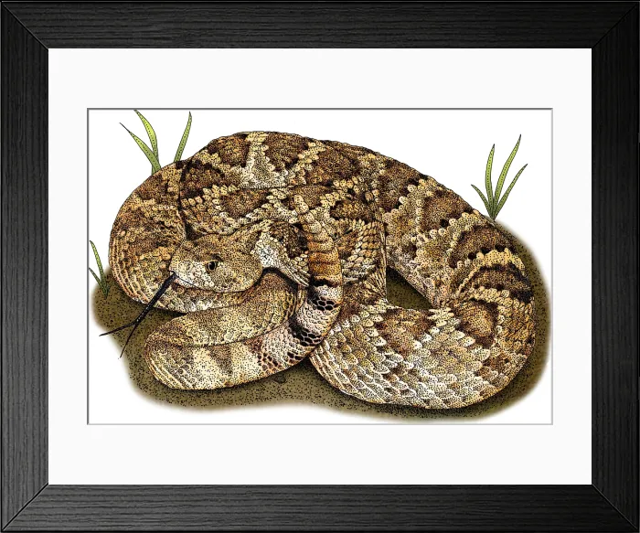 Framed Print : Mohave Rattlesnake, Illustration Framed Print : Mohave Rattlesnake, Illustration