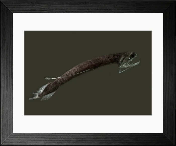 Framed Print : Barbeled Dragonfish Framed Print : Barbeled Dragonfish