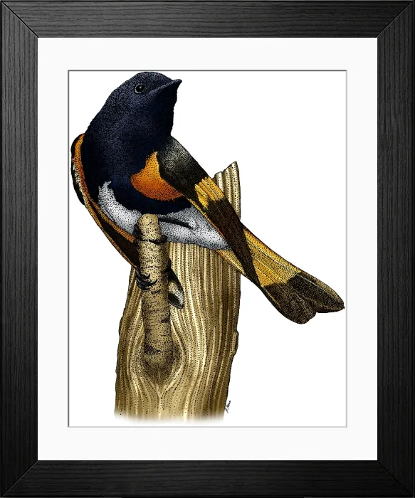 Framed Print : American Redstart Framed Print : American Redstart