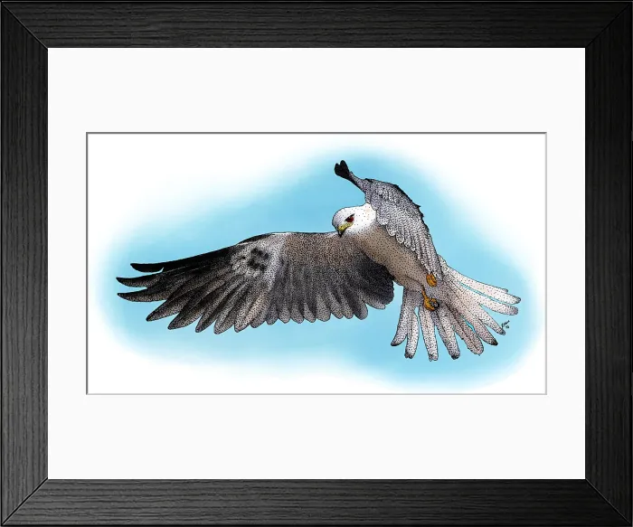 Framed Print : White-Tailed Kite Framed Print : White-Tailed Kite