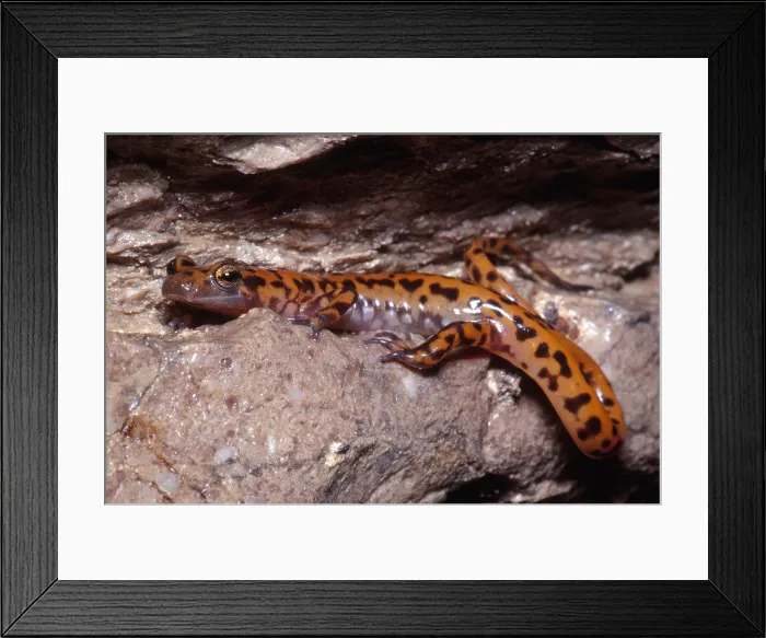 Framed Print : Cave Salamander Framed Print : Cave Salamander