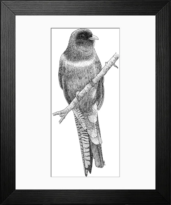 Framed Print : Elegant Trogon Framed Print : Elegant Trogon