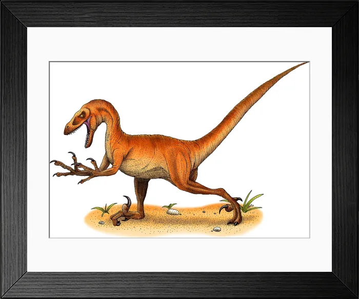 Framed Print : Velociraptor Framed Print : Velociraptor