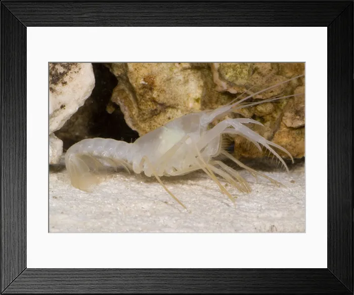 Framed Print : McLane's Cave Crayfish Framed Print : McLane's Cave Crayfish