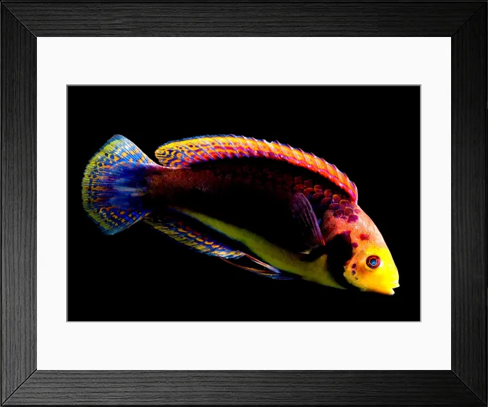 Framed Print : Red Headed Fairy Wrasse Framed Print : Red Headed Fairy Wrasse