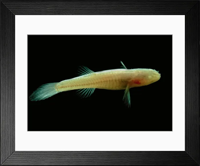 Framed Print : Southern Cave Fish