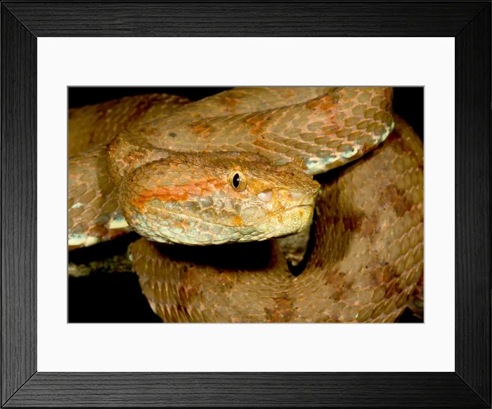 Framed Print : Blotched Palm Pitviper Framed Print : Blotched Palm Pitviper