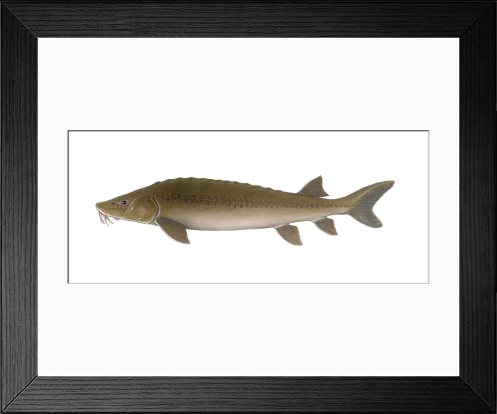 Framed Print : Sturgeon. Illustration of a sturgeon (Acipenser) Framed Print : Sturgeon. Illustration of a sturgeon (Acipenser)
