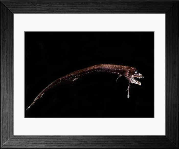 Framed Print : Dragonfish (Eustomias triramis) Framed Print : Dragonfish (Eustomias triramis)