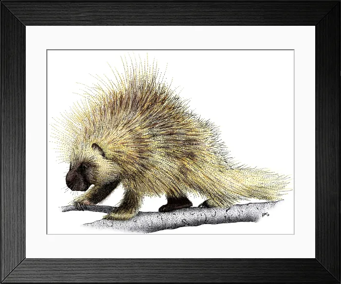 Framed Print : North American Porcupine Framed Print : North American Porcupine