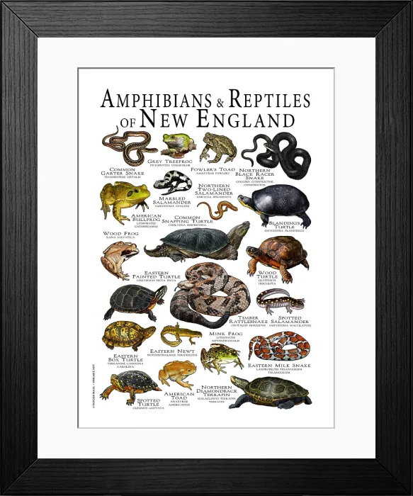 Framed Print : Amphibians & Reptiles of New England, Illustration