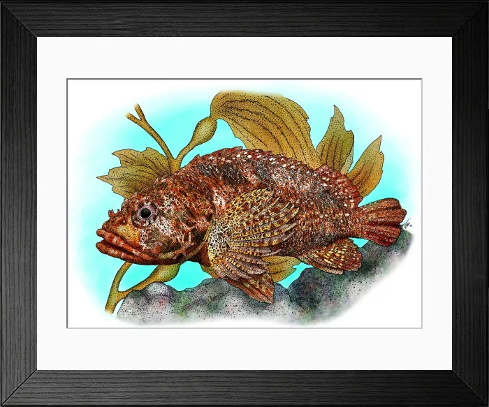Framed Print : Rainbow Scorpionfish Framed Print : Rainbow Scorpionfish