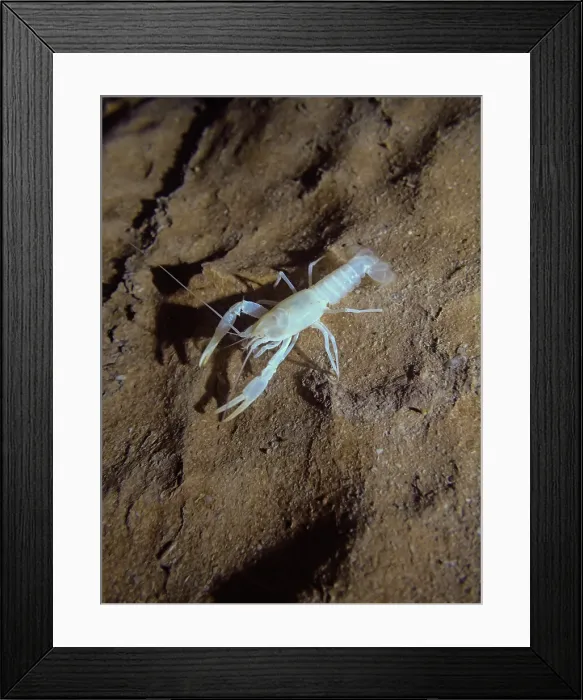 Framed Print : Oklahoma Cave Crayfish (Cambarus tartarus) Framed Print : Oklahoma Cave Crayfish (Cambarus tartarus)