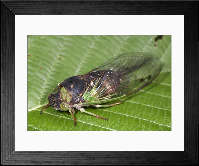 Framed Print : Green Annual Cicada Framed Print : Green Annual Cicada