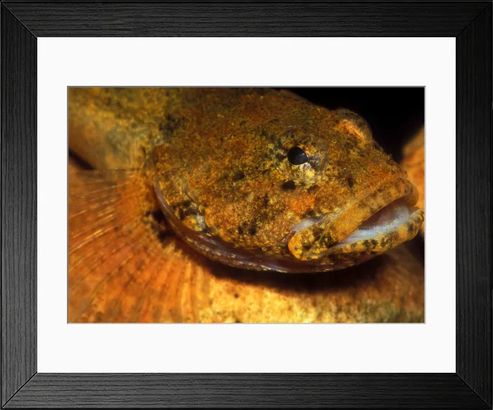 Framed Print : Banded Sculpin Framed Print : Banded Sculpin