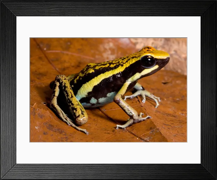 Framed Print : Pleasing Poison Frog Framed Print : Pleasing Poison Frog