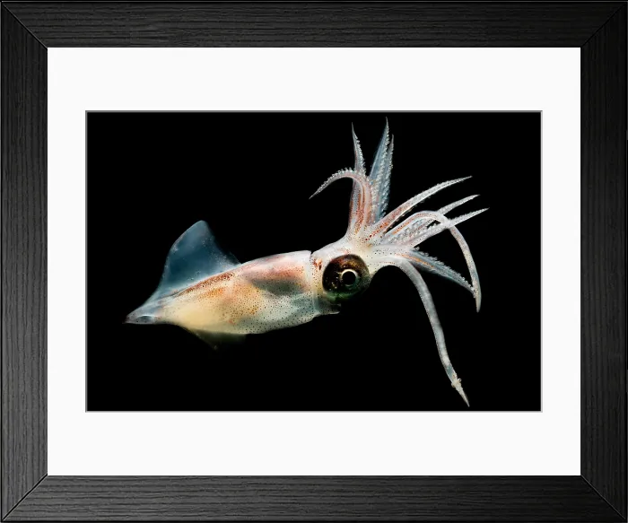 Framed Print : Eye Flash Squid Framed Print : Eye Flash Squid