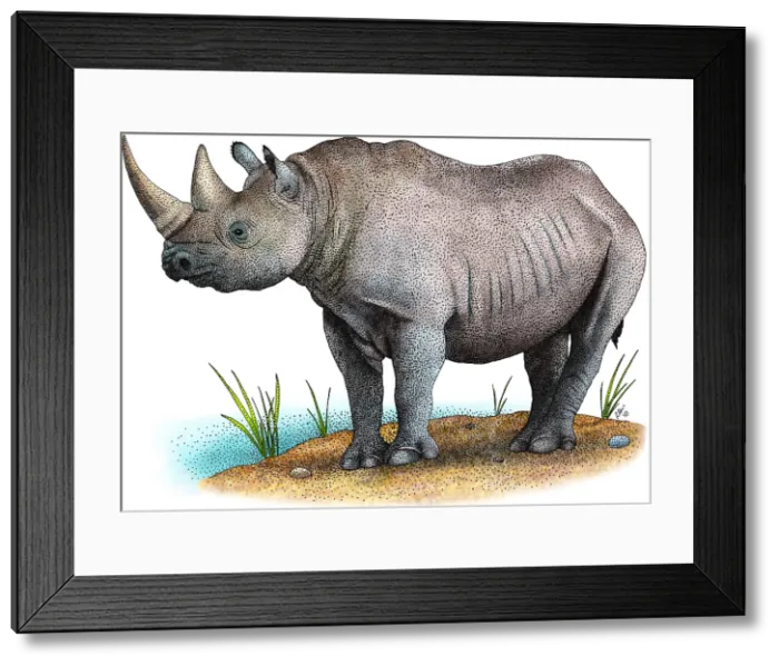 Framed Print : Black Rhinoceros Framed Print : Black Rhinoceros