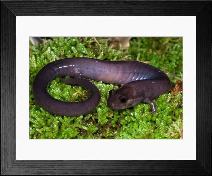 Framed Print : Red Hills Salamander Framed Print : Red Hills Salamander