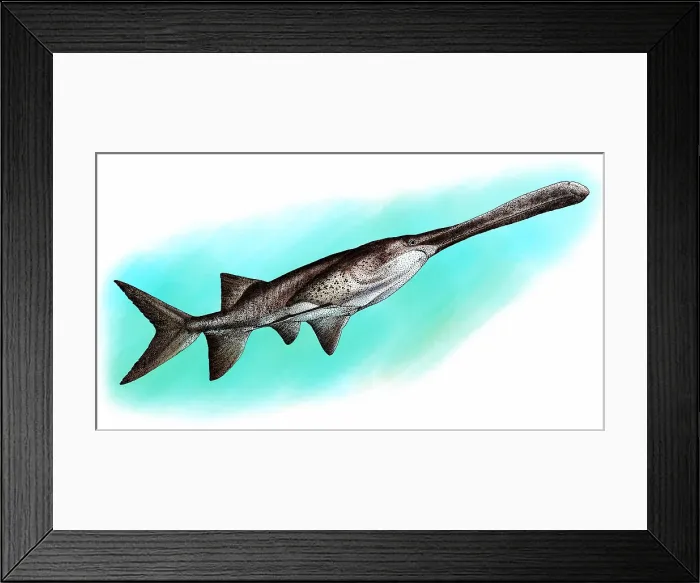 Framed Print : American paddlefish Framed Print : American paddlefish