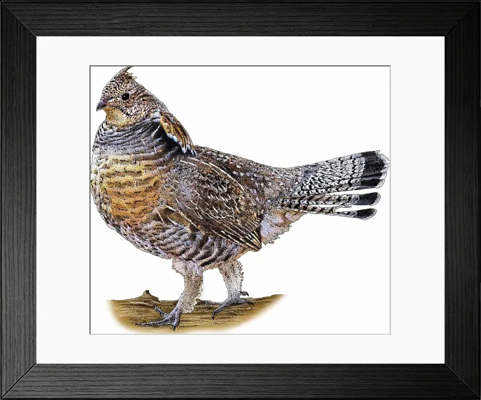 Framed Print : Ruffed Grouse Framed Print : Ruffed Grouse