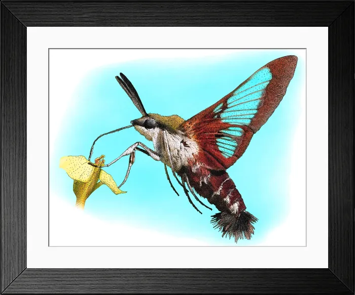 Framed Print : Hummingbird Clearwing, Illustration Framed Print : Hummingbird Clearwing, Illustration