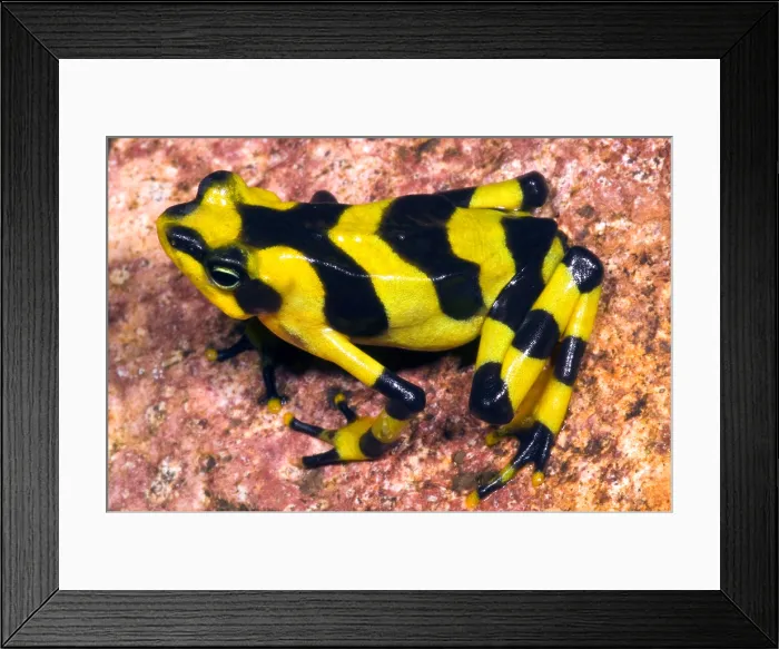 Framed Print : Harlequin Toad Framed Print : Harlequin Toad