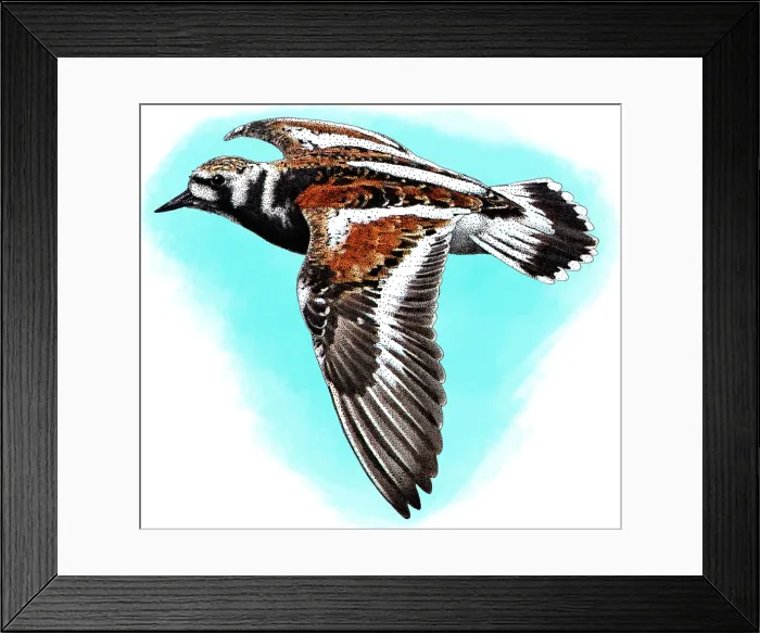 Framed Print : Ruddy turnstone Framed Print : Ruddy turnstone