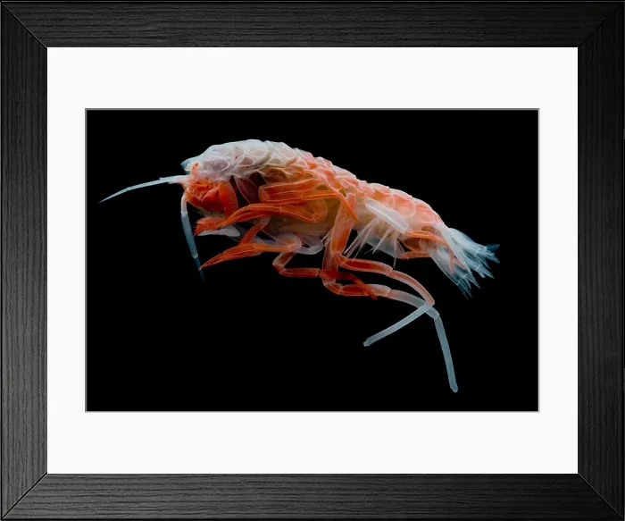Framed Print : Mesopelagic Amphipod Framed Print : Mesopelagic Amphipod
