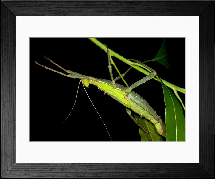 Framed Print : Malayan Jungle Nymph