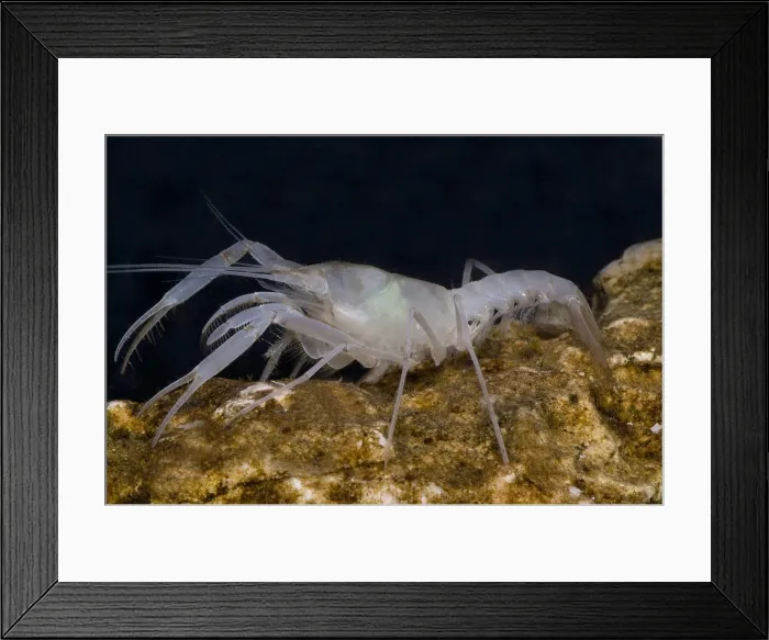 Framed Print : McLane's Cave Crayfish Framed Print : McLane's Cave Crayfish