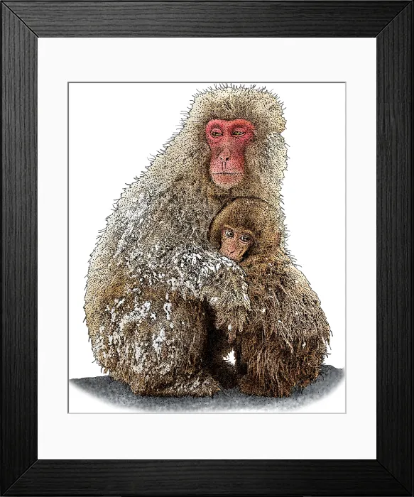 Framed Print : Japanese Snow Monkeys