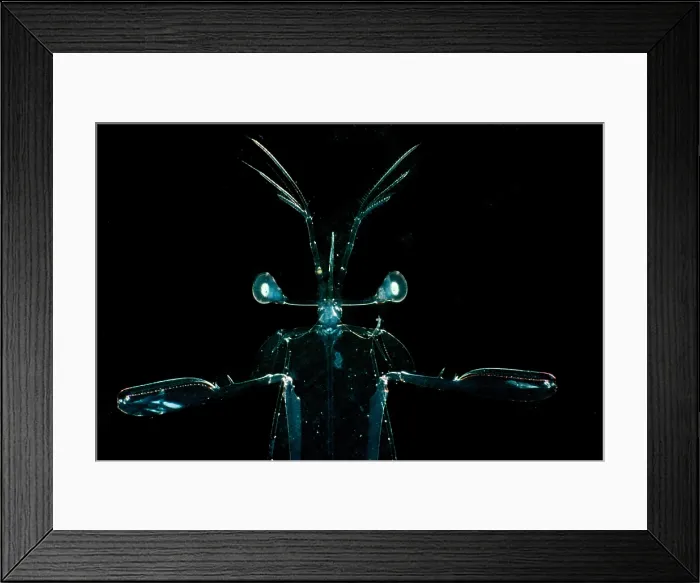 Framed Print : Larval Mantis Shrimp (Stomatopoda sp.) Framed Print : Larval Mantis Shrimp (Stomatopoda sp.)