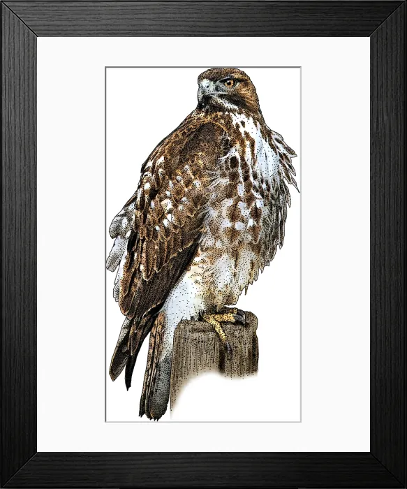 Framed Print : Red Tailed Hawk-Perched Framed Print : Red Tailed Hawk-Perched