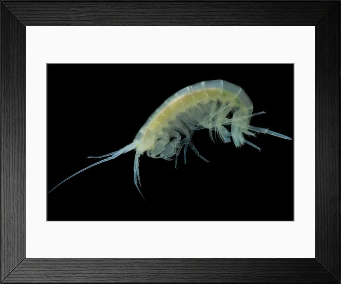 Framed Print : Groundwater Amphipod