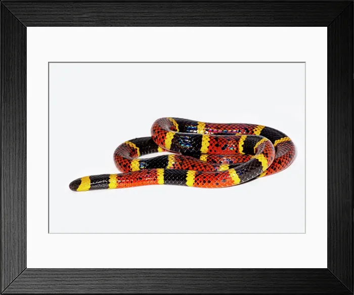 Framed Print : Texas Coral Snake (Micrurus tener) Framed Print : Texas Coral Snake (Micrurus tener)