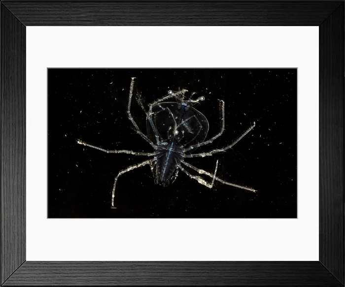 Framed Print : Lobster Larva