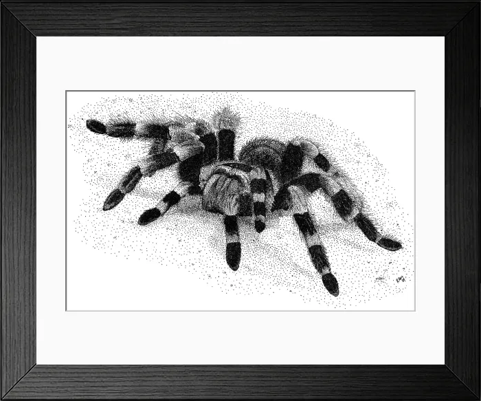 Framed Print : Red Legged Tarantula Framed Print : Red Legged Tarantula
