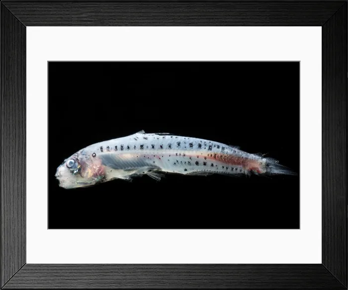 Framed Print : Atlantic Sabertooth (Coccorella atlantica) Framed Print : Atlantic Sabertooth (Coccorella atlantica)