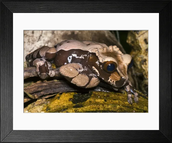 Framed Print : Crowned Tree Frog Framed Print : Crowned Tree Frog