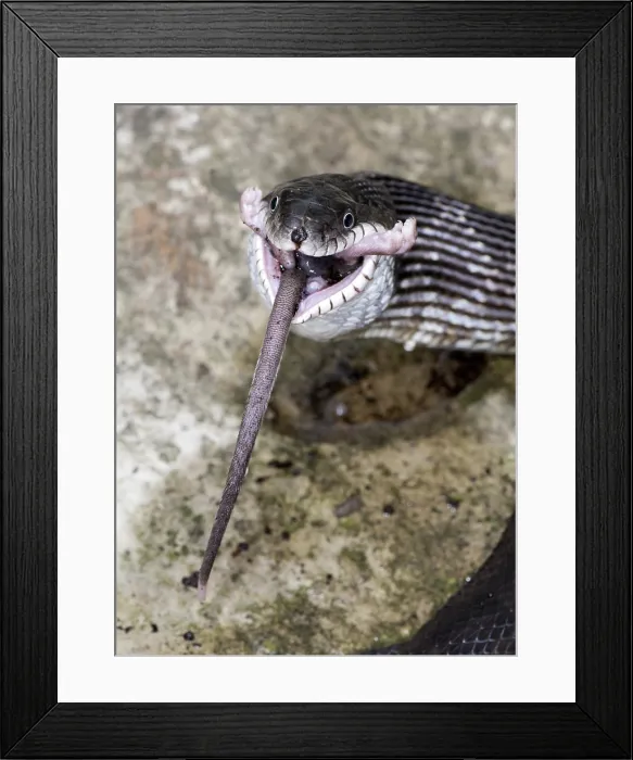 Framed Print : Black Rat Snake feeding