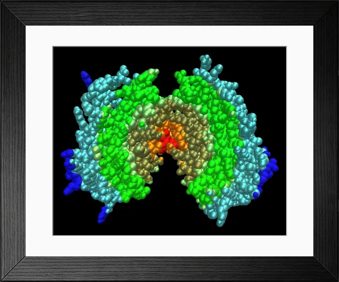 Framed Print : Human Interferon-Beta