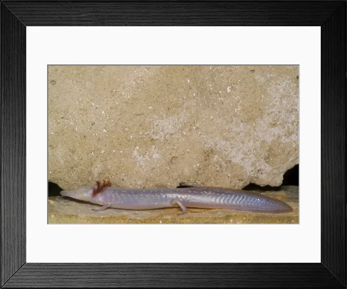 Framed Print : Texas Blind Salmander